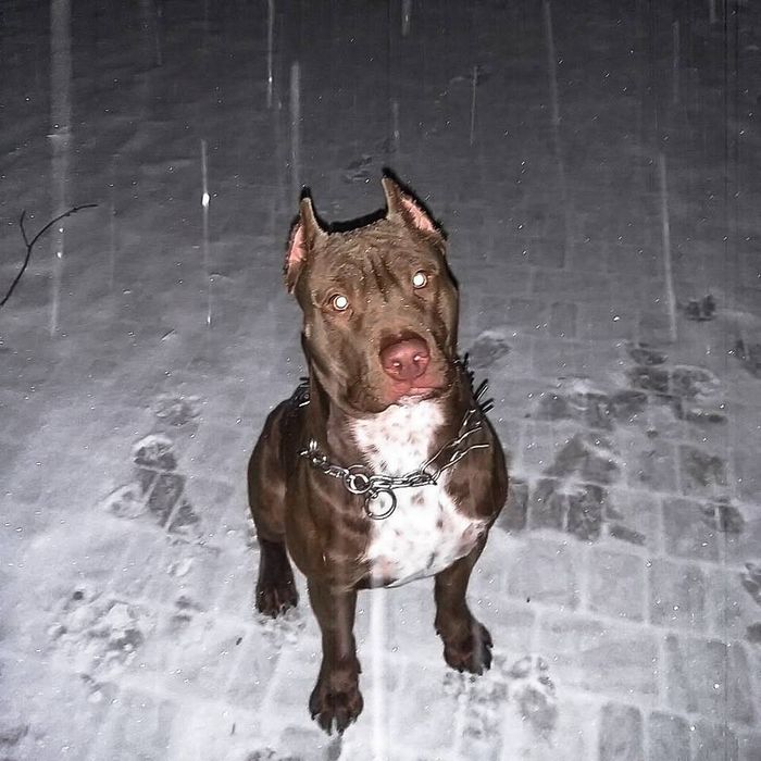 В'язка пітбуль!!