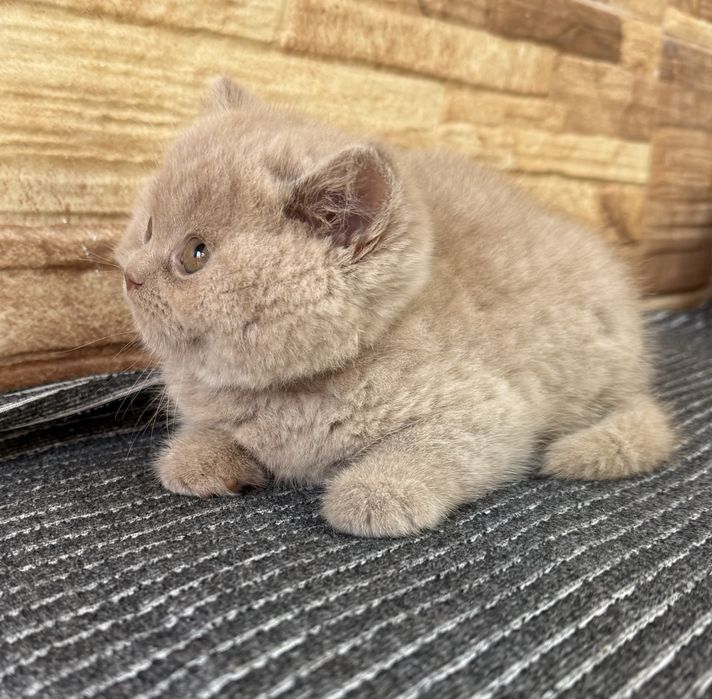 Gatinho fawn menino british shorthair