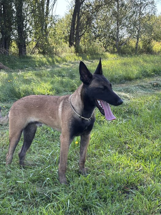 Owczarek Belgijski Malinois - FCI piesek 6 miesięcy