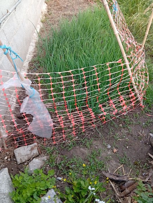 Cebolo boa qualidade para plantar