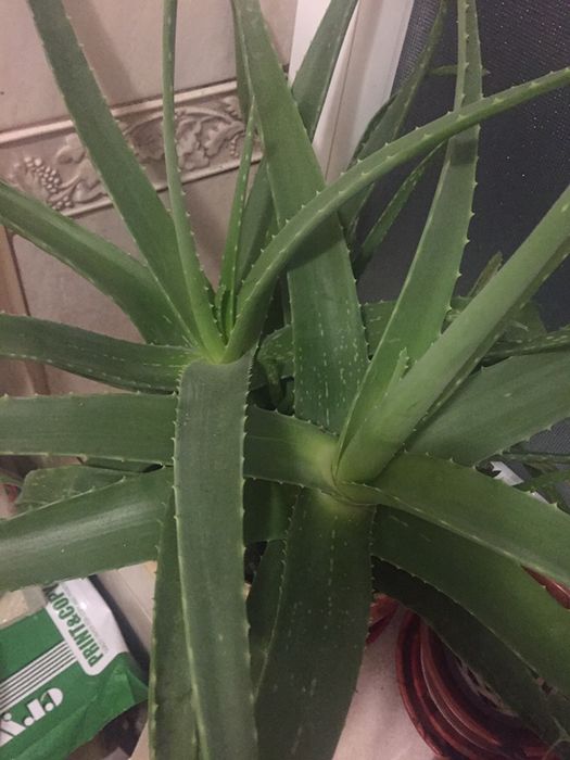 Алоє вера лікувальний, домашній