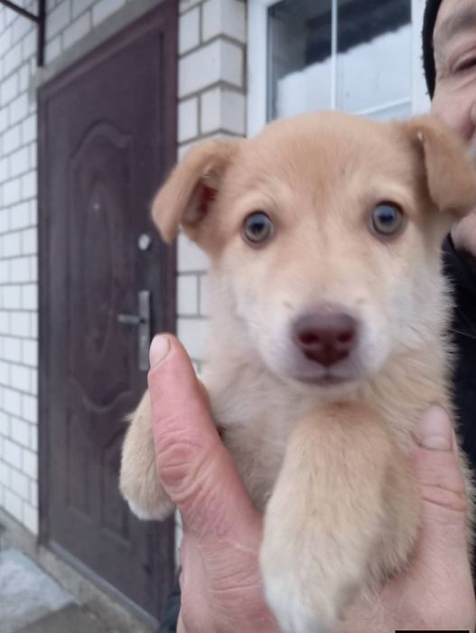 Цуценя хлопчик ЧАРЛІ В пошуках родини