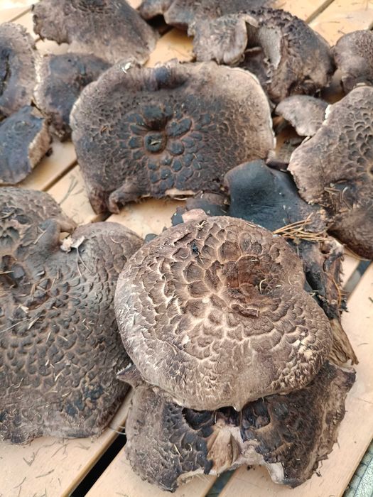 Nowosc Grzyby Suszone  SARNIAKI Polska Trufla