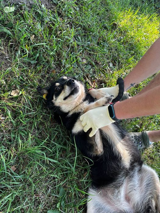 дівчинка Ніка шукає родину
