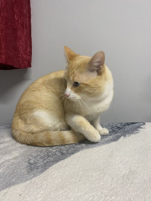 Gato adulto para adoção