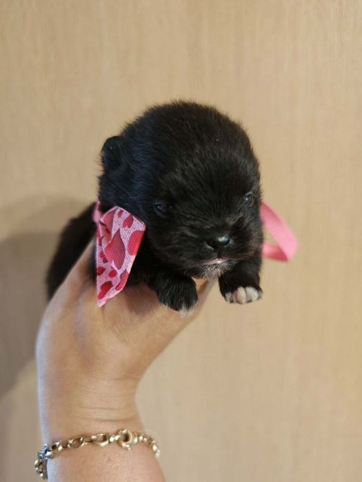 Szpic miniaturowy pomeranian suczka 1