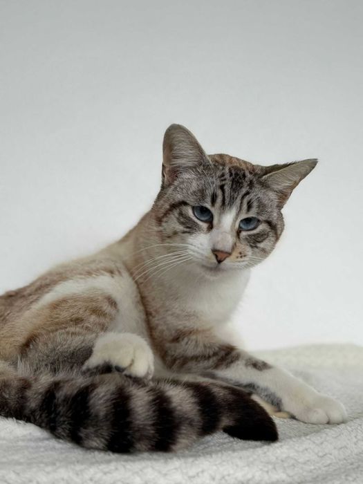 Gato para adoçao (Tareco)