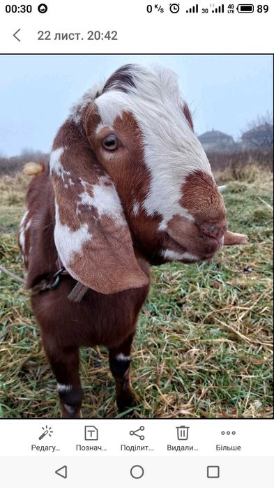 Продам козу козички цап Англо Нубійська Порода