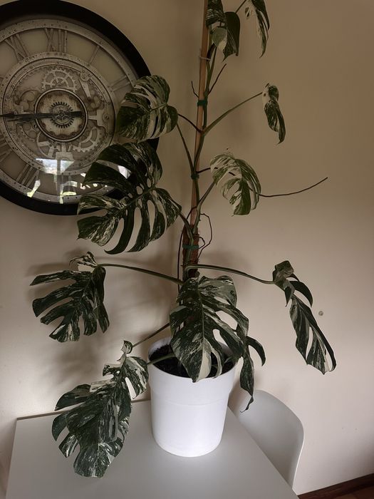 Monstera albo variegata XXL