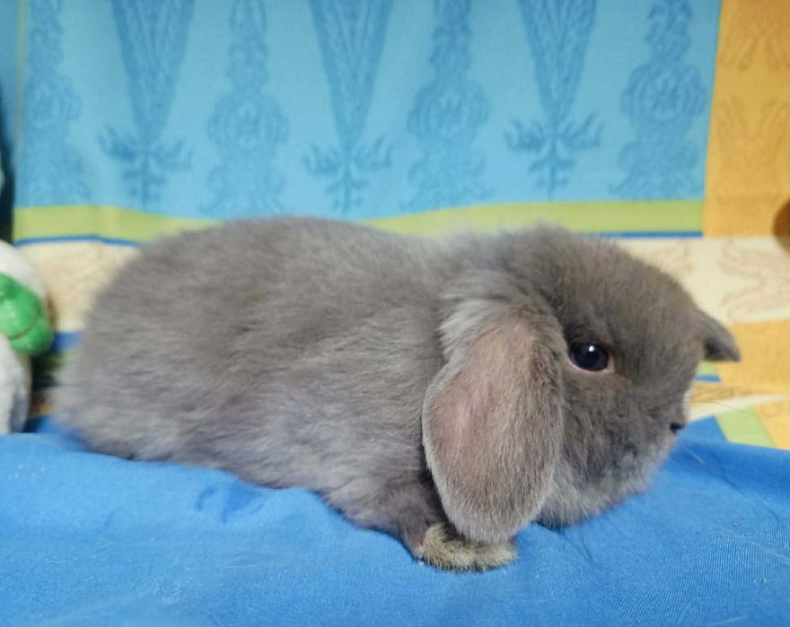 Sprzedam króliczki mini loop mini lop niebieskookie białe puchate