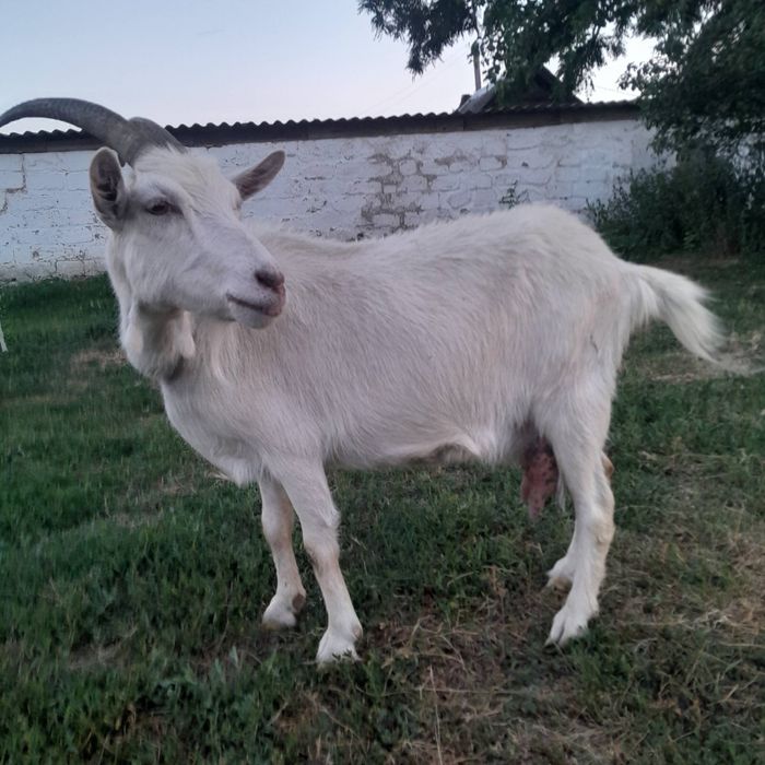 Продам двох кіз  за 3000грн