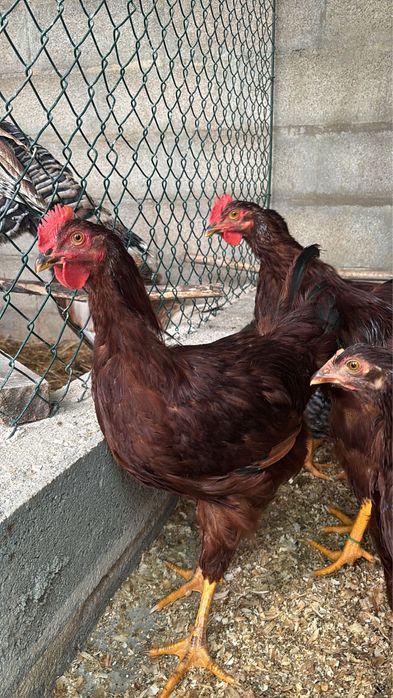 Rhode Island Red 100% puro e legorne