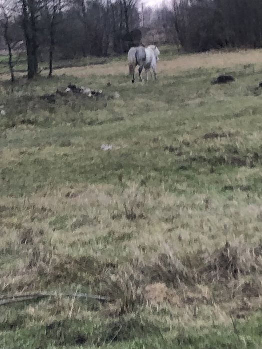 Продам поні