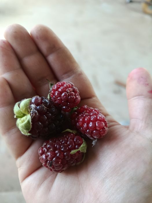 Cebolas, alfaces entre muitos mais frescos bio para a sua mesa