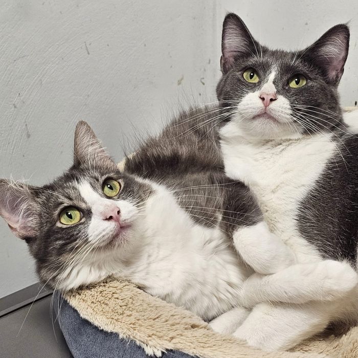 Duas gatinhas com 1 ano para adopcao