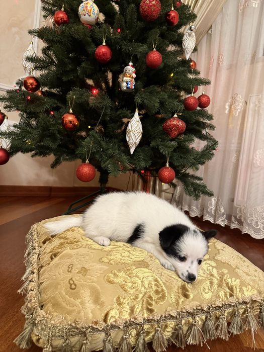 Продається цуцик шпіца