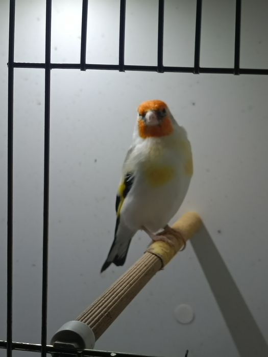 Szczygły syberyjskie. Major