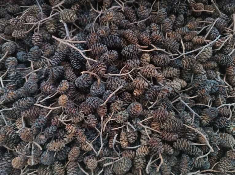 Szyszki Olchy Czarnej dla krewetek antyglon pakiet 200