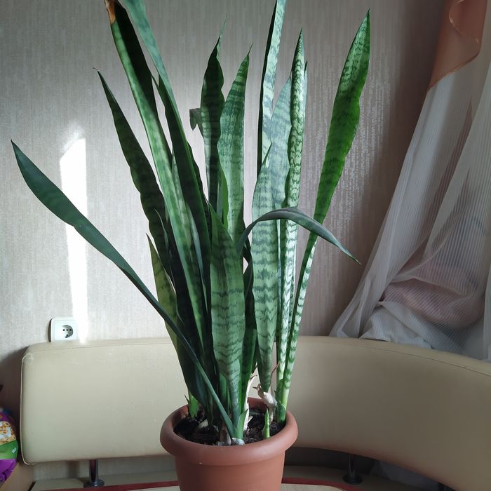 Домашние цветы .