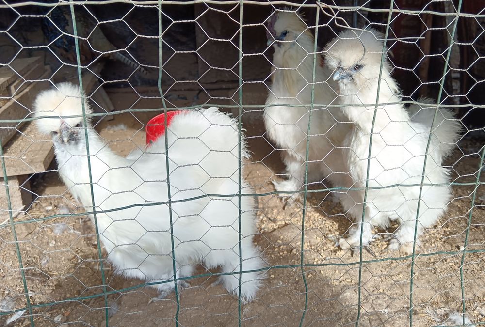 Venda essas aves !