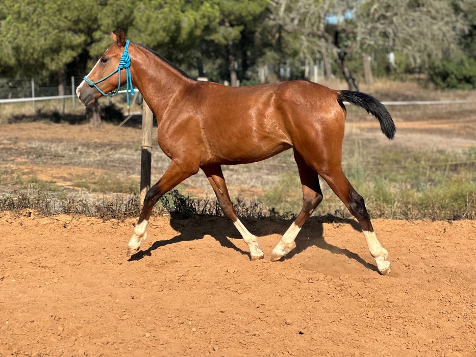 Poldro lusoarabe 4 anos 1,65