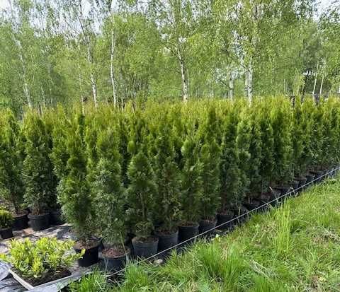 TUJA Szmaragd 120-130cm - Bystrzyca Kłodzka - detal - Tuje