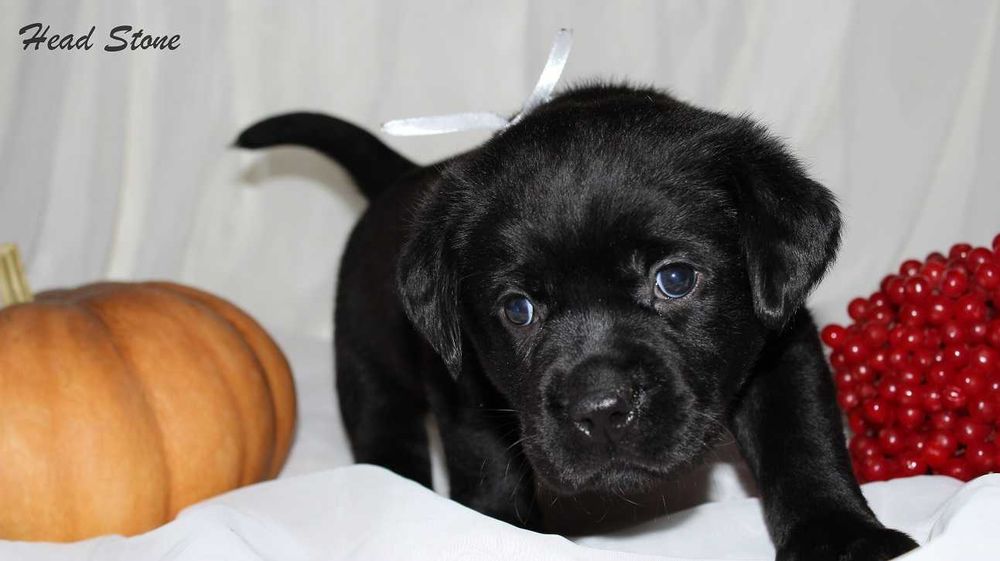 Лабрадор ретривер КСУ-FCI