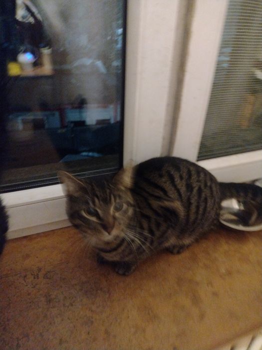 Oddam w dobre ręce kotka