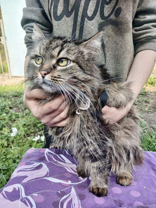 Котик Бегемот ищет дом