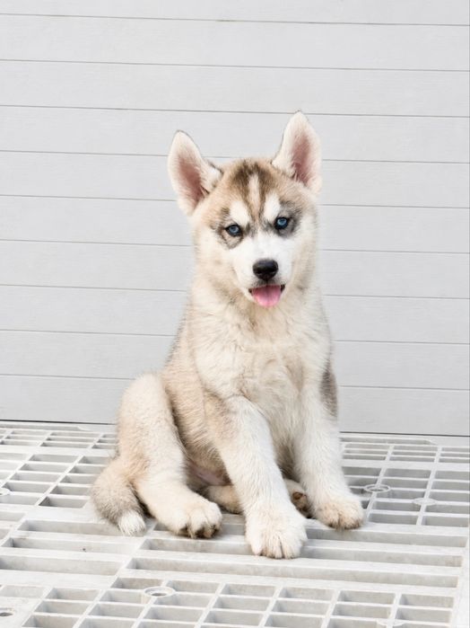 Husky siberiano CLop pedigree FCI