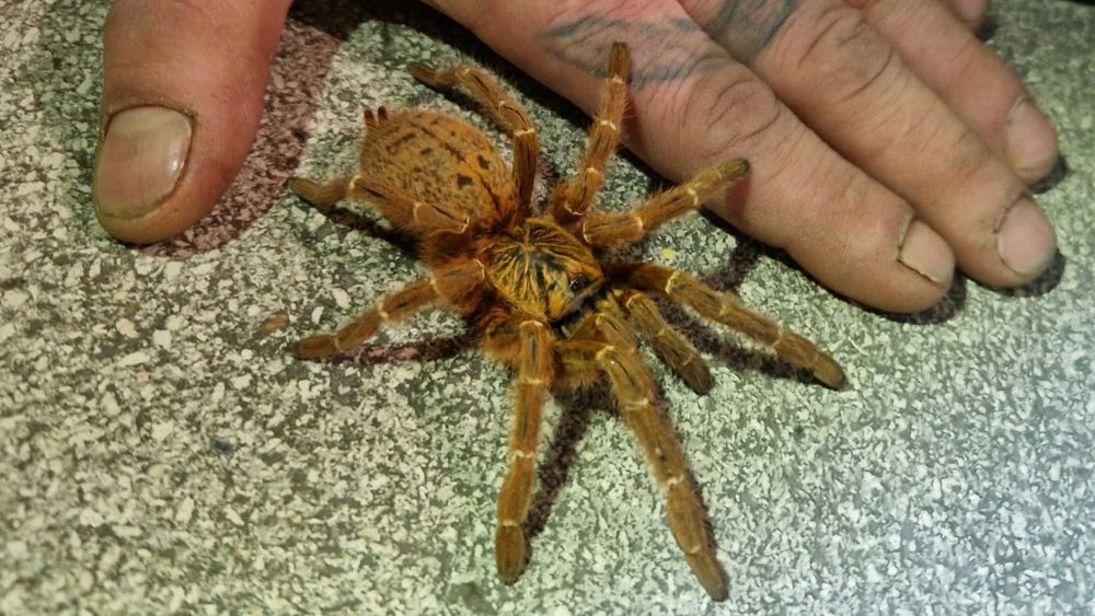 Pterinochilus murinus usambara SAMICA