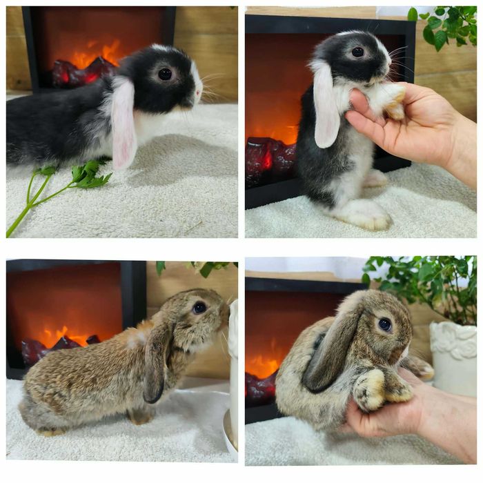 Mini Lopy baranki królik karzełek .Hodowla zarejestrowana KZHK