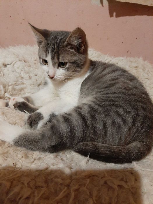 Вiддам чудового котика