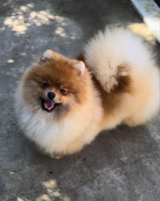 Щенки померанского шпица