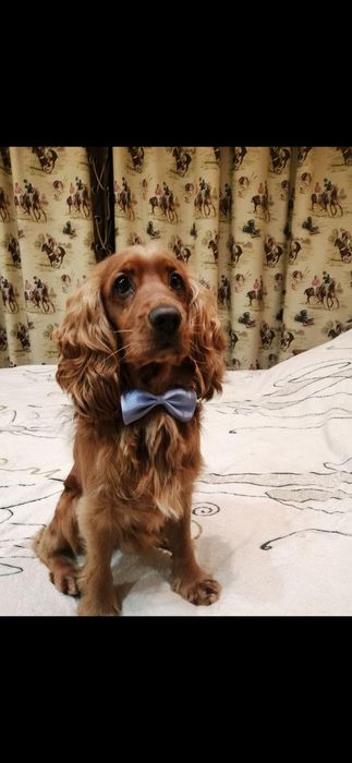 Вязка Спаниель 2 года