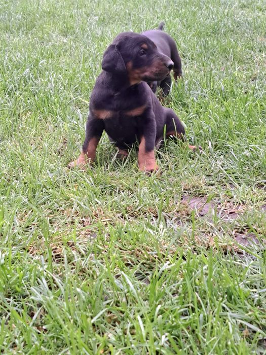 Doberman Piesek.