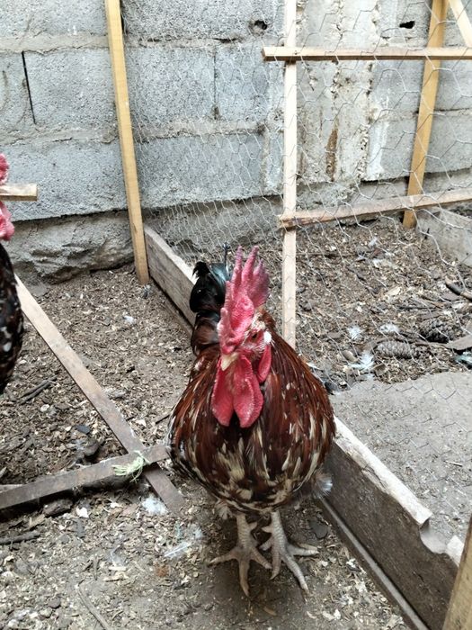 Ovos galados boshveld