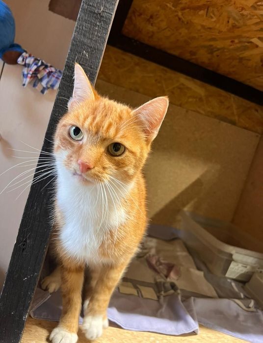 Kochany kocurek Pan Ząbek pilnie czeka na dom