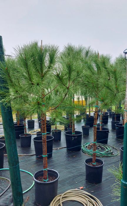 Lote 30 pinheiros mansos 1.70/1.90