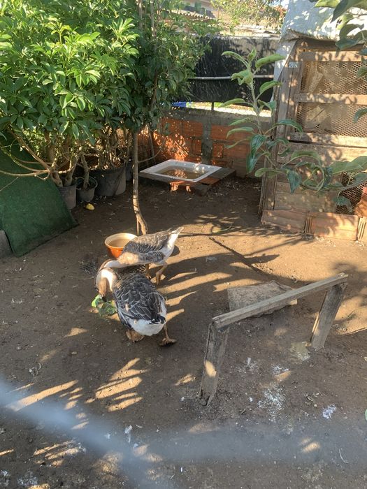 Casal gansos da quiné