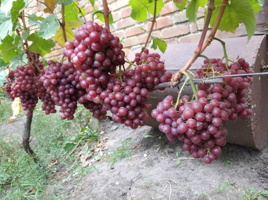 Саджанці і лоза винограду, Саженцы винограда.