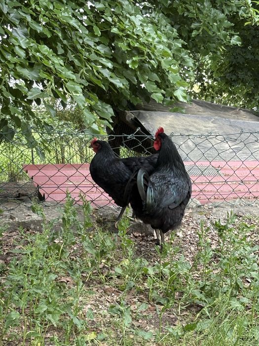 Trio de jersey gigante negro