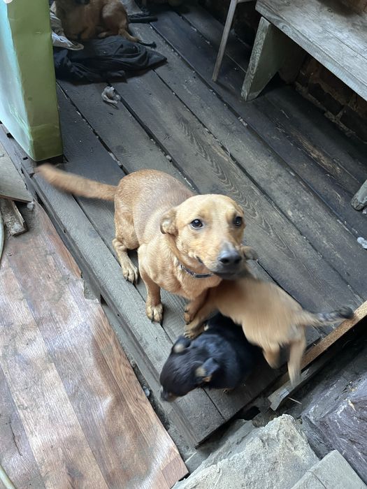 Віддаємо собачку хлопчик