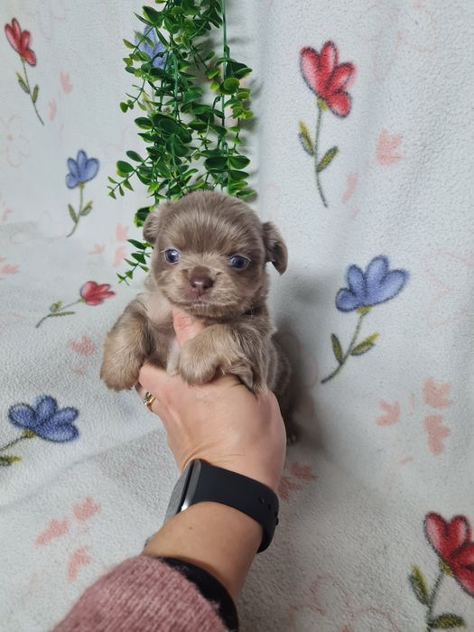 Excelente mini pelo comp Chihuahua/Chiuaua Linhagem Russa de Qualidade