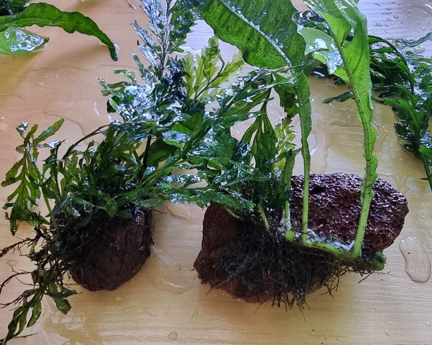 Rosliny (epifity) do akwarium. Okazja! KATOWICE CNTR.