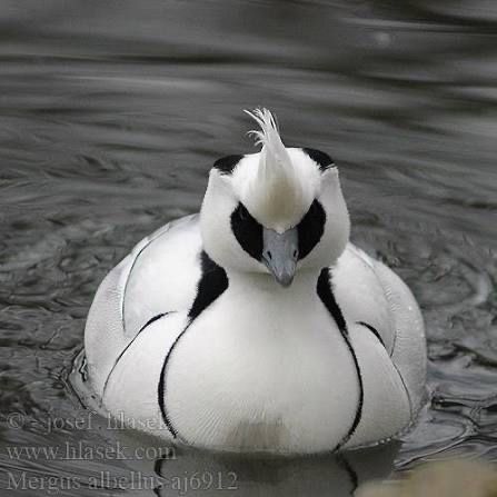 Mergellus albellus ou merganso branco