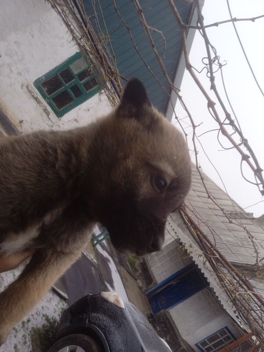 Отдам щенков две девочки