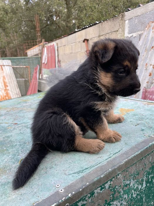 Pastor Alemão Ultimo Menino