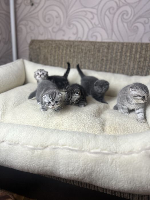 Шотландские котята