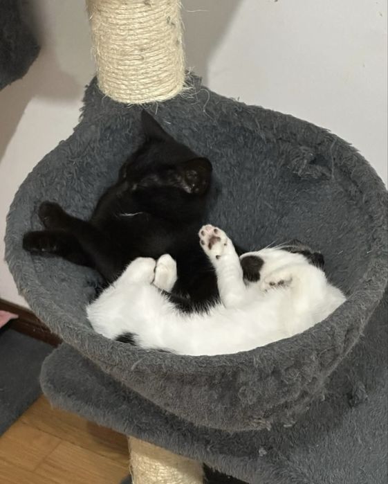 Gatinhas 3 meses para adoção conjunta